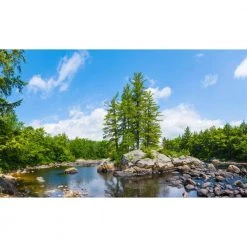 Biggies Tree View - Weather Proof Scene for Window Wells or Wall Mural - 80 in. x 40 in.