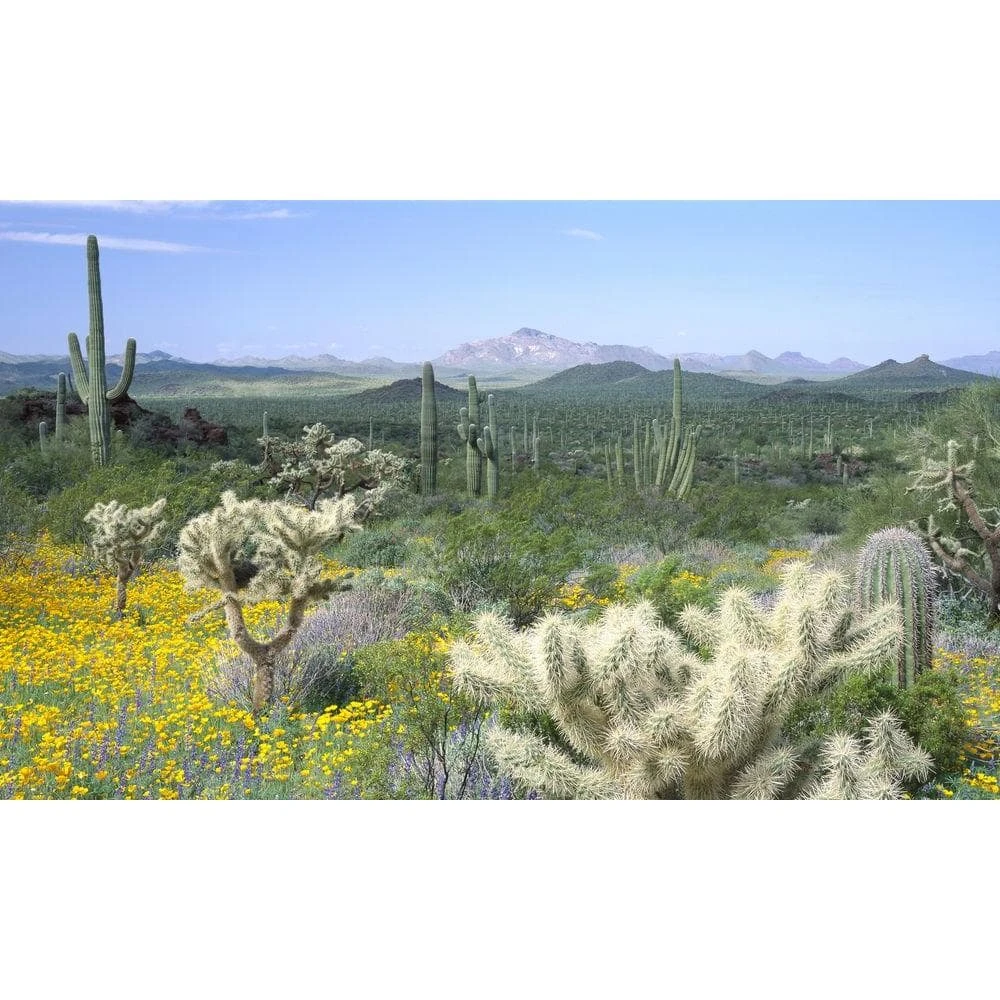 Biggies Desert View - Weather Proof Scene for Window Wells or Wall Mural - 100 in. x 60 in. 3 Biggies Desert View - Weather Proof Scene for Window Wells or Wall Mural - 100 in. x 60 in.